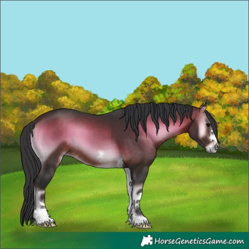 Horse Color:Brown Onyx 