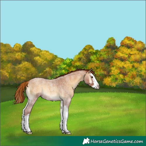 Horse Color:Red Onyx Roan Splash 