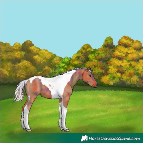 Horse Color:Nacre Silver Bay Tobiano 