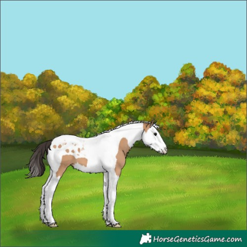 Horse Color:Bay Dun Splash Tobiano 