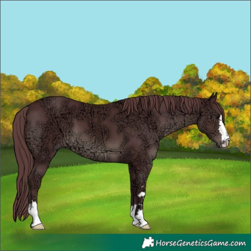 Horse Color:Chocolate Black Ice 