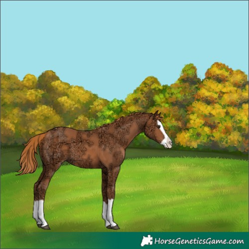 Horse Color:Chestnut Ice Splash 