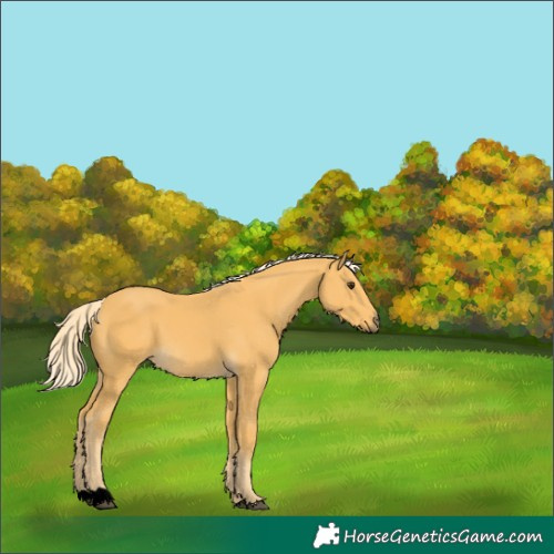 Horse Color:Void Palomino 