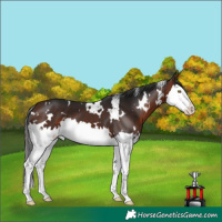 Horse Color:White Spotted Bay Splash