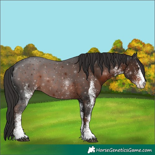 Horse Color:White Spotted Liver Chestnut 