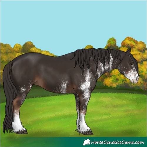 Horse Color:White Spotted Liver Chestnut 