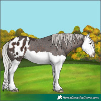 Horse Color:Silver Brown Splash Appaloosa 