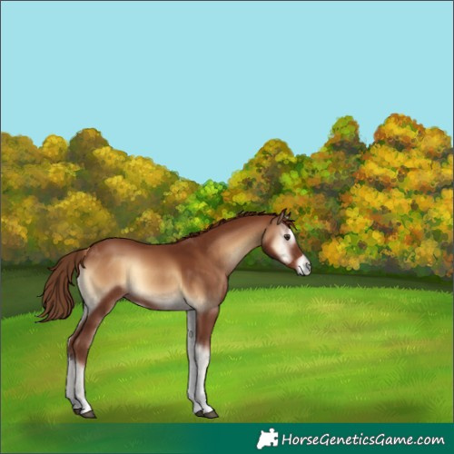 Horse Color:Red Onyx Sabino Tobiano 