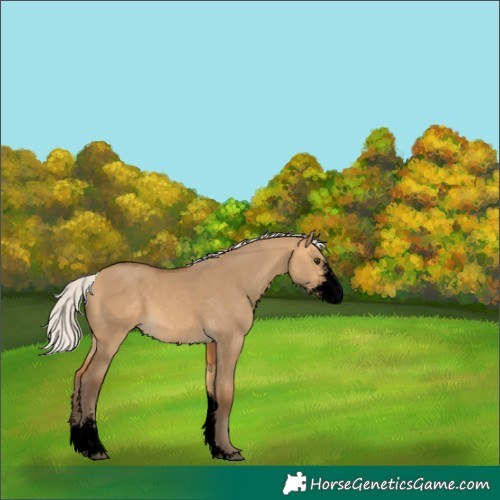 Horse Color:Void Silver Buckskin Dun Sabino Tobiano 