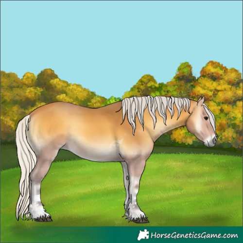 Horse Color:Silver Buckskin Onyx Tobiano Rabicano 