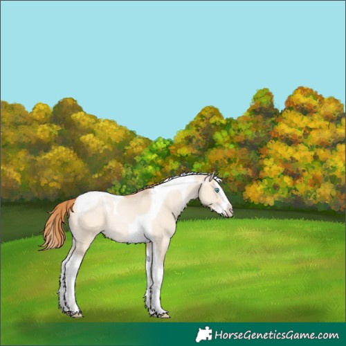 Horse Color:Buckskin Pearl Dun Splash Tobiano 