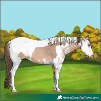 Horse Color:Amber Champagne Sabino Tobiano Appaloosa  and Amber Champagne Sabino Tobiano Frame Appaloosa 