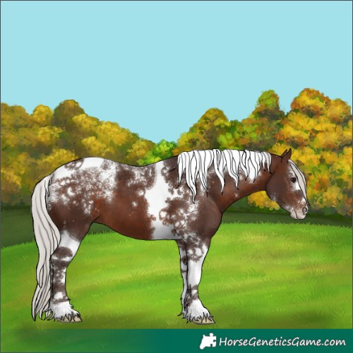 Horse Color:Powder White Silver Brown Tobiano 