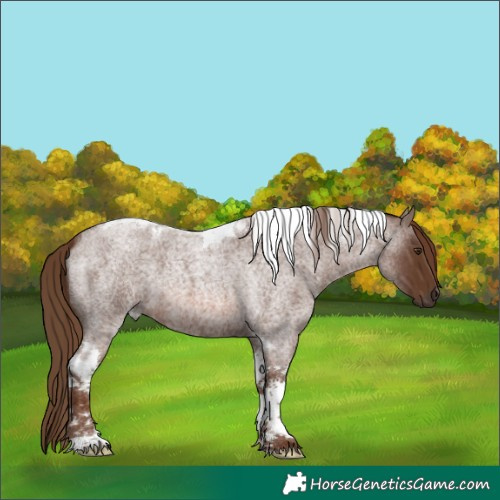 Horse Color:Unknown 