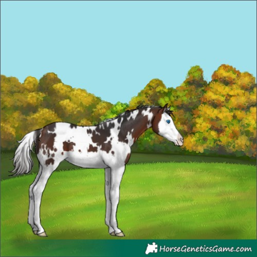 Horse Color:White Spotted Bay Splash Varnish