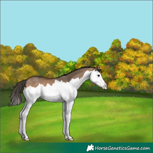 Horse Color:Bay Dun Splash