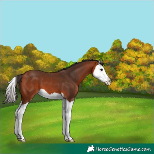 Horse Color:Bay Splash