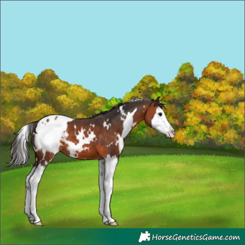 Horse Color:White Spotted Brown Splash Blanket 