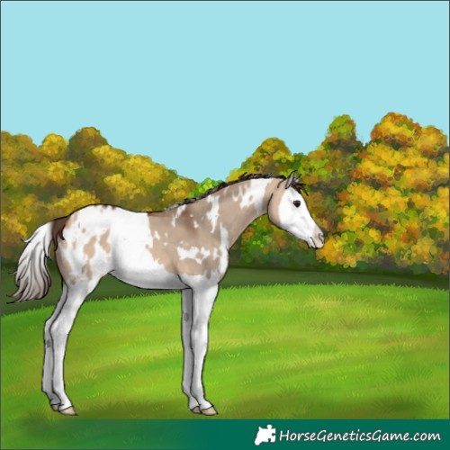 Horse Color:White Spotted Bay Dun Splash Blanket 