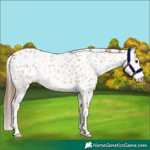 Horse Color:Red Dun Leopard
