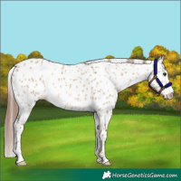 Horse Color:Red Dun Appaloosa 