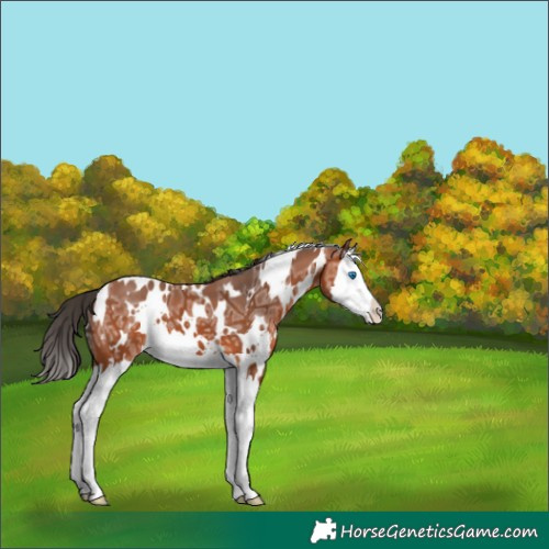 Horse Color:White Spotted Bay Ice Splash 