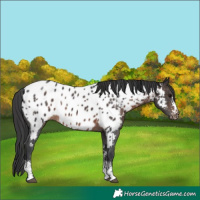 Horse Color:Brown Sabino Appaloosa Rabicano 