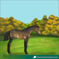 Horse Color:Buckskin Rabicano 
