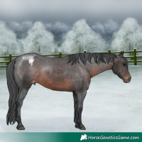 Horse Color:Brown Appaloosa Rabicano