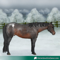 Horse Color:Brown Appaloosa Rabicano 