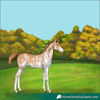 Horse Color:Chestnut Sabino 