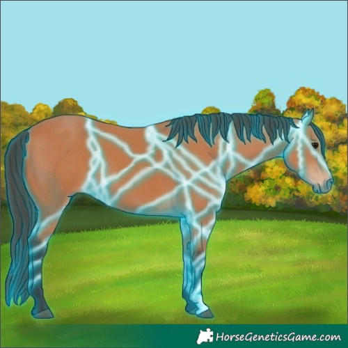 Horse Color:Thunderstruck Bay 