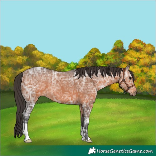 Horse Color:Bay Ice 