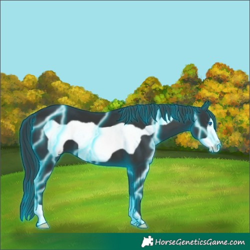 Horse Color:Thunderstruck Black Frame