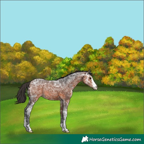 Horse Color:Bay Ice 