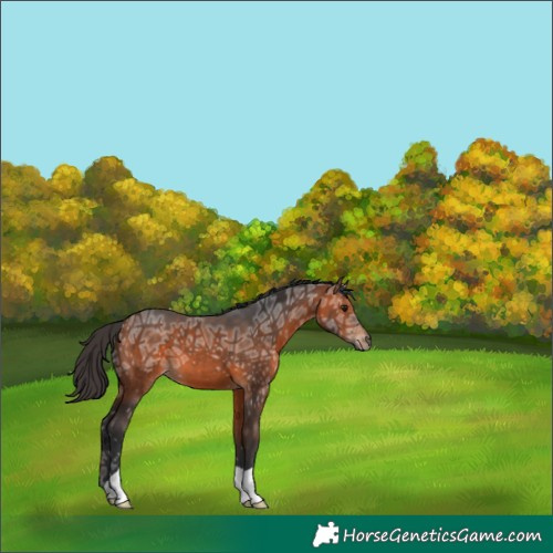 Horse Color:Bay Ice