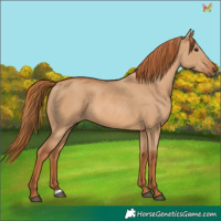 Horse Color:Red Dun 