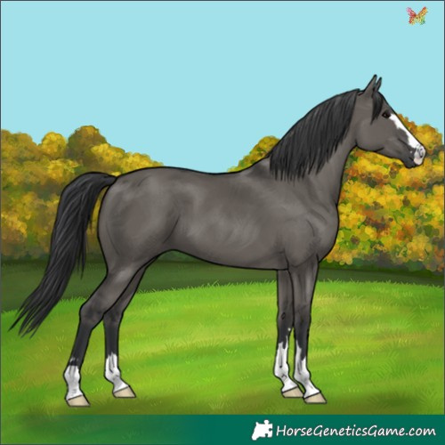 Horse Color:Grullo