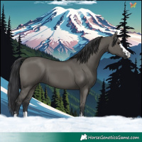 Horse Color:Grullo 