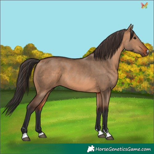 Horse Color:Bay Dun 