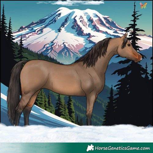 Horse Color:Bay Dun