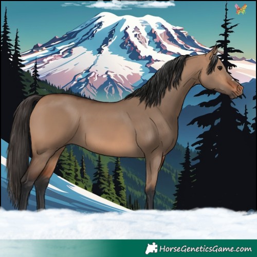 Horse Color:Bay Dun 