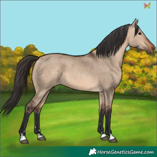 Horse Color:Bay Dun 