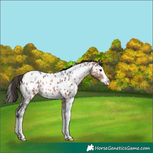 Horse Color:White Spotted Bay Ice Splash Appaloosa 