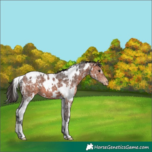 Horse Color:White Spotted Bay Ice Appaloosa