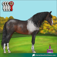 Horse Color:Brown Rabicano 