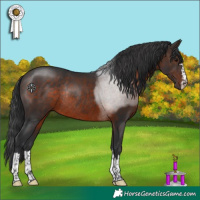 Horse Color:Brown Rabicano 