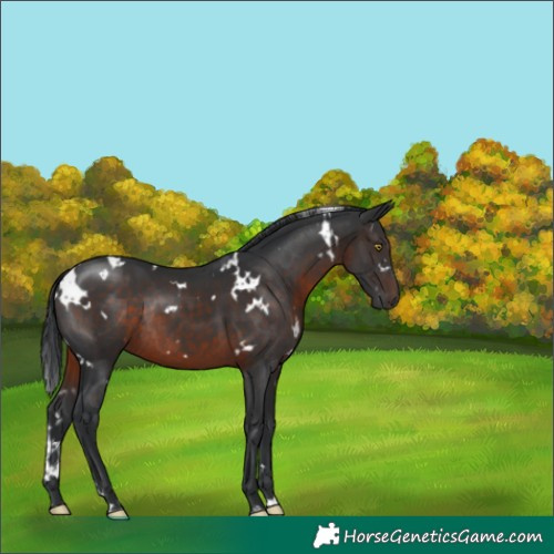 Horse Color:White Spotted Brown Rabicano 