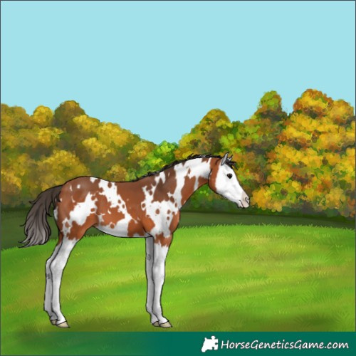 Horse Color:White Spotted Bay Splash 