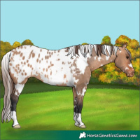 Horse Color:White Spotted Bay Dun Appaloosa 